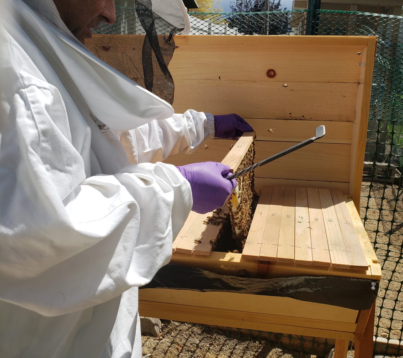 Q&A with J. Michael Hunter on Bees and Beekeeping Utah Historical Society