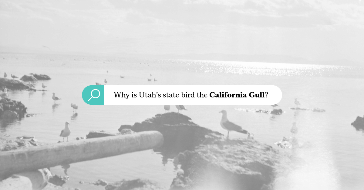 Featured image for “Why is Utah’s state bird the California Gull?”