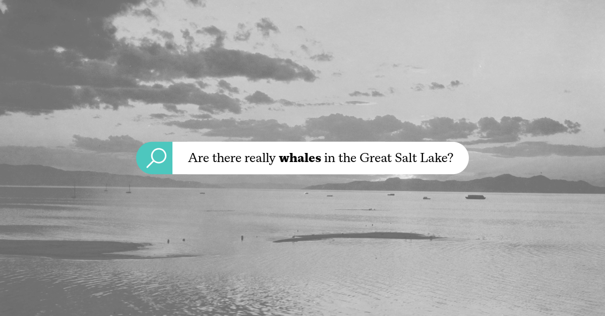 Featured image for “Are there really whales in the Great Salt Lake?”